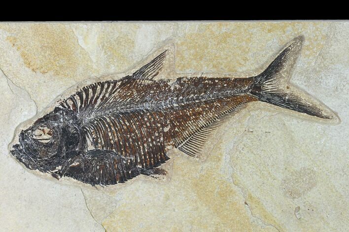 Fossil Fish (Diplomystus) - Green River Formation - Inch Layer #138602